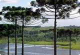 Car Rental Araucaria, Curitiba - Brazil Car Rental Araucaria, Curitiba - Brazil