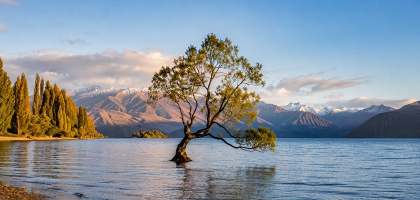 A picture of #ThatWanaka Tree on NZ South Island road trip