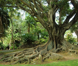 Jardim António Borges