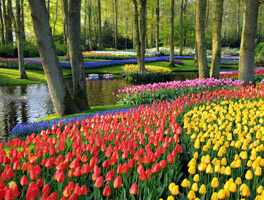Keukenhof