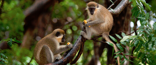 Barbados Wildlife Reserve